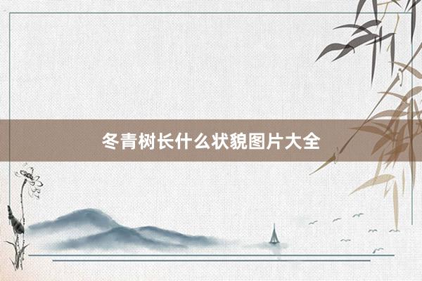 冬青树长什么状貌图片大全